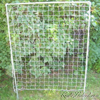 4 foot by 5 foot net trellis with 3 inch square meshes